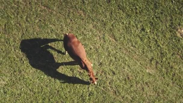 Chevaux aériens de haut en bas à herbe colline de montagne. Paysage naturel à l'automne. Pâturages verts herbeux — Video