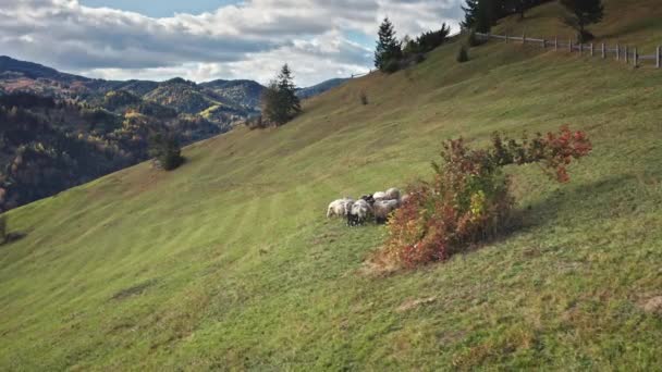 Sheeps at tree on grass mountain hill aerial. Farm animal at mount pasture. Autumn nature landscape — Stock Video