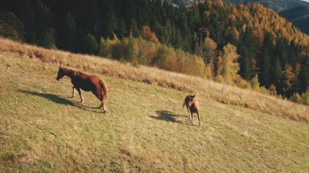 Cheval au pâturage aérien de montagne. Paysage naturel d'automne. Biodiversité. Humour animal de ferme à la vallée — Video