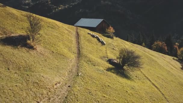 Sun mountain village aerial. Sheeps at countryside way. Autumn nature landscape. Countryside cottage — Stock Video