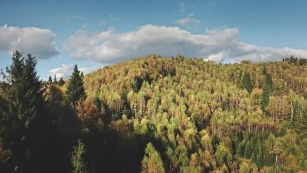 Grüner Bergwald an der Antenne. Niemand Naturlandschaft. Bergketten mit Kiefern — Stockvideo