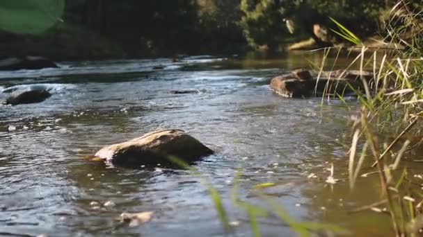 Primer plano de la piedra de flujo de agua del río: burbujas en la superficie a la luz solar suave. Escena tranquila de naturaleza tailandesa — Vídeo de stock