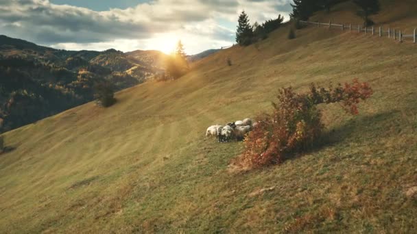 Sonnenberg. Schafe am Baum. Nutztiere. Herbstliche Naturlandschaft. Biodiversität. Bäuerliche Weiden — Stockvideo