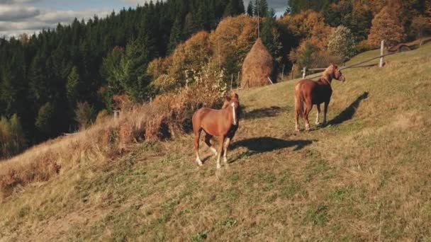 Närbild antenn hästar på berget kulle. Höstens natur viltlandskap. Jordbruksdjur ser ut kamera — Stockvideo