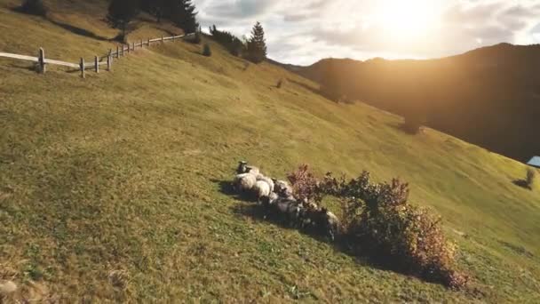 Grazing sheep at tree aerial. Sun mountain hill. Autumn nature landscape. Farm animal on grass field — Stock Video