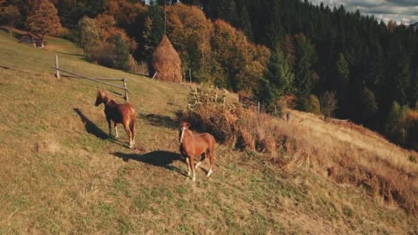 Konie zatrzymują się na trawiastych górskich pastwiskach. Zwierzęta gospodarskie na wsi krajobraz przyrody. Domek na sianie — Wideo stockowe