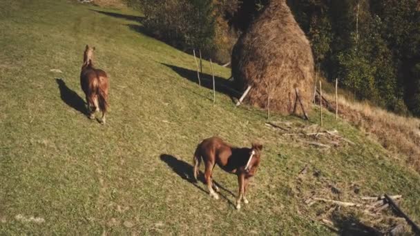 Cavalli a verde aerea di montagna. Animali da fattoria al pagliaio. Autunno paesaggio naturale. Pascoli erbosi — Video Stock