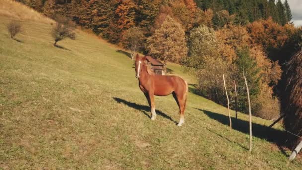 Detailní pohled koně na kameru v horském lese. Podzimní krajina přírody. Barevný listnatý strom — Stock video