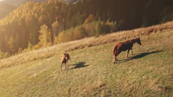 Słońce górskie konie pastwiska anteny. Jesień natura wiejski krajobraz. Zwierzęta gospodarskie na wzgórzu Mount Trawa — Wideo stockowe