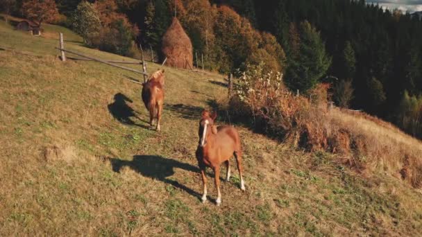 Kamera konna na górskim wzgórzu. Śmieszne gospodarstwo zwierząt w dolinie trawy Jesienny krajobraz natury — Wideo stockowe