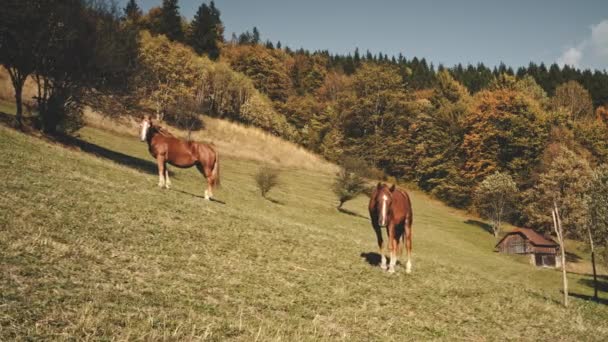 Pferde posieren mit der Kamera auf dem Herbstberg. Landschaft Naturlandschaft. Lustige Nutztiere Videoclip
