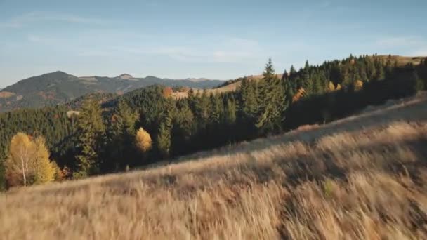 Timelapse de otoño paisaje natural en la cima de la montaña aérea. Pradera de hierba quemada por el sol en el bosque de abeto — Vídeos de Stock