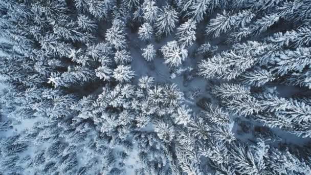 Levegő a téli hóerdő tetején. Senki természet táj. Luc és fenyő fagyos fák — Stock videók