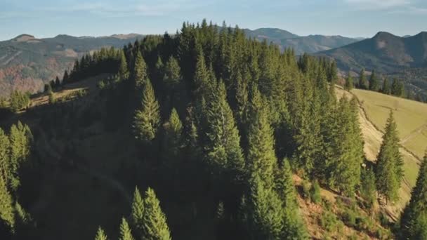 Rural road at mountain pine forest aerial. Summer nobody nature landscape. Spruce trees at hill — Stock Video