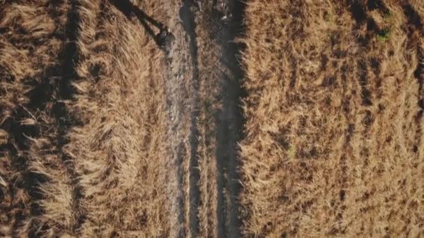 Rallentatore top down di turisti escursioni a montagna bruciato erba aerea. Autunno paesaggio naturale — Video Stock