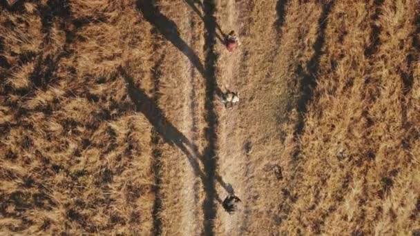 Top down closeup mountaineers hiking at burnt grass rural road aerial. Autumn nature landscape — Stock Video