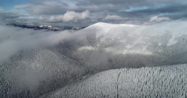 Bílé sněhové borovicové lesní letecké panorama. Zima není přírodní krajina. Sněžné vysoké jedle — Stock video