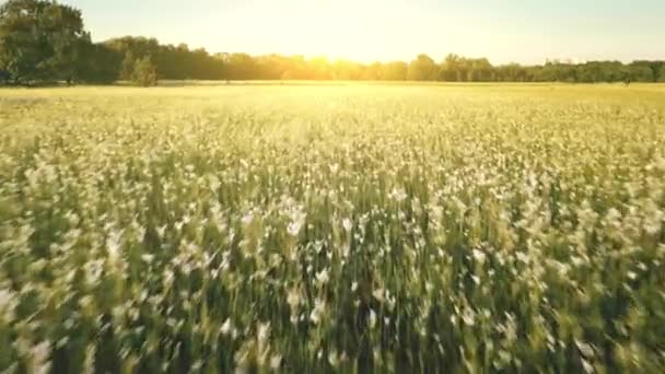 Luchtfoto timelapse zomer zon veld met bloemen. Niemand natuur landschap. Groene grasvallei, bos — Stockvideo