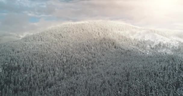 太陽の山の範囲に雪の空中松の森。冬の誰も自然の風景。丘の上のモミの木 — ストック動画
