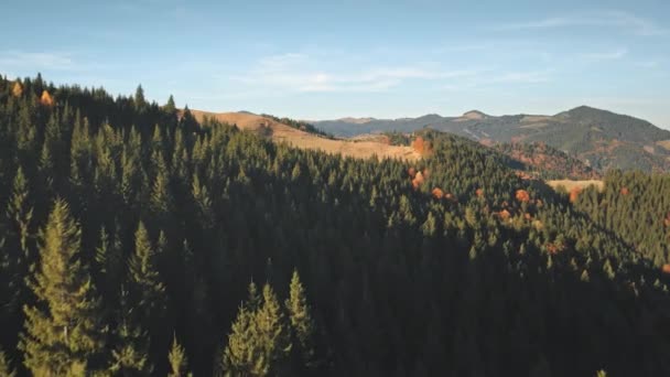 Zon bergwoud antenne. Herfst niemand natuur landschap op zonnige dag. dennenboom op de berg heuvel — Stockvideo