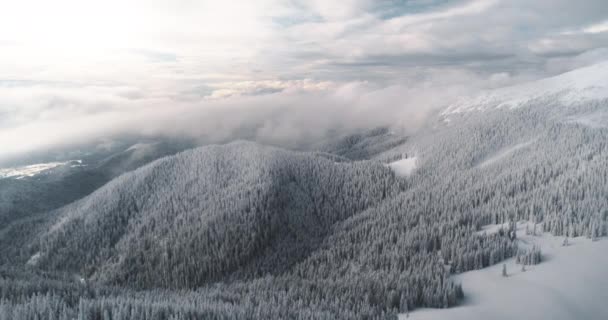 Uitzicht vanuit de lucht winter bergbos. Zon boven besneeuwde dennenbomen. Snowy niemand natuur landschap — Stockvideo