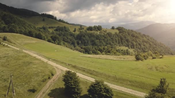 Antena sosnowy las przy słoneczny wiejski droga. Nikt wiejski krajobraz przyrody. Zasięg górski mgły — Wideo stockowe