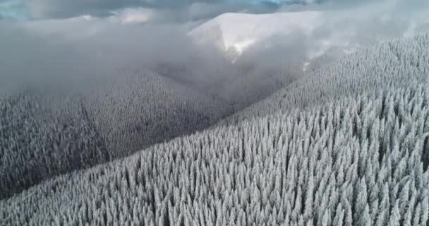 Dimma flödar över snö tall berg skog antenn. Vinter utan människor natur landskap. Snöig gran — Stockvideo