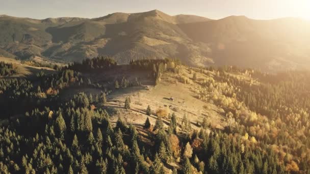 Rayons de soleil dans la forêt de pins de montagne aérienne. Brouillard sur les crêtes du mont. Automne personne paysage nature — Video