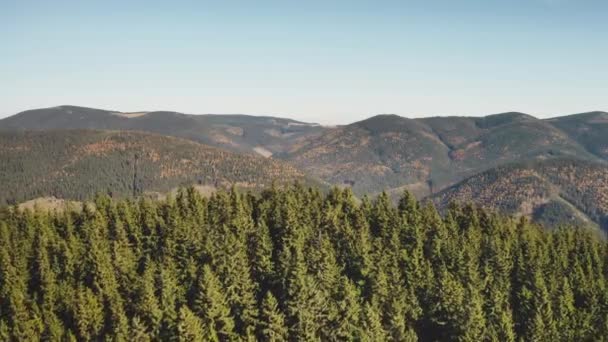 Pine Mountain Forest nærmer seg luft. Grønne gran trær. Høstens naturlandskap. Ingen naturlig skjønnhet – stockvideo