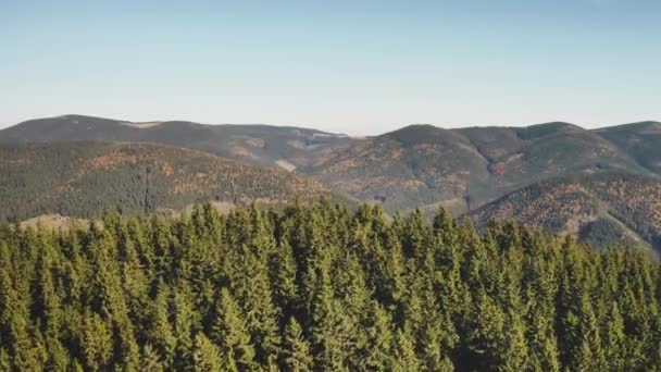 Pin forêt de montagne gros plan aérien. Des sapins verts. Paysage naturel d'automne. Personne beauté naturelle — Video