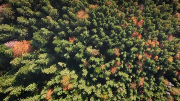 De cima para baixo colorido outono abeto floresta vista aérea. Fundo da natureza solar. Verde, árvores de cor amarela — Vídeo de Stock