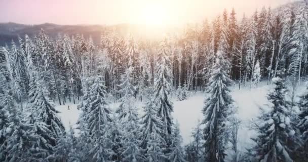 Lever de soleil rose brillant. Pin d'hiver forêt de gros plan aérien. Piste de ski ensoleillée avec skieurs. Paysage naturel — Video