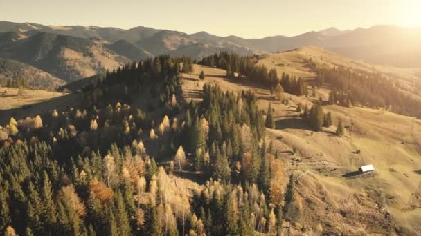 Herbstsonne Berglandschaft Antenne. Kiefernwald und gelbe Laubbäume in Herbstfarben. Landleben — Stockvideo