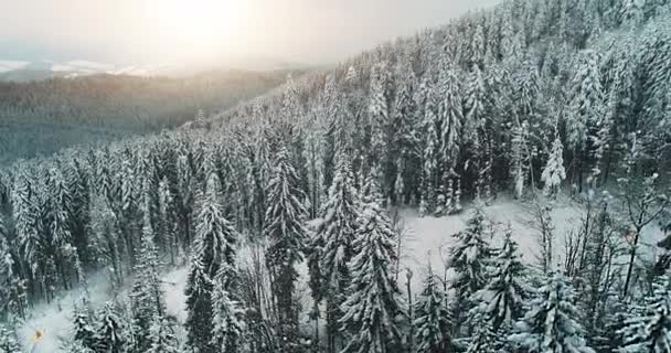 Zonnewinterbos op sneeuwbergen skipistes antenne. Niemand natuur landschap. Bevroren dennenbomen — Stockvideo