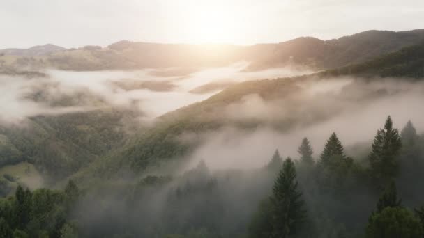 Montagnes forêt au lever du soleil brouillard aérien. Rayon de soleil sur les pins brumeux. Automne personne paysage nature — Video