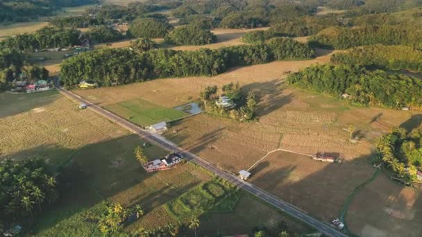 Agriturismo a risaia risaia campo terrazza aerea. Paesaggio naturale rurale. Collina di cioccolato giungla verde — Video Stock
