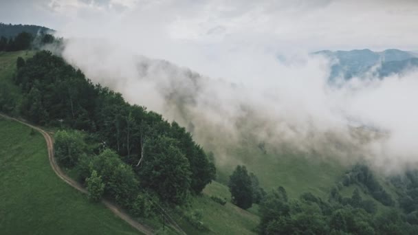 Bosque montañoso en antena de niebla. Otoño nadie naturaleza paisaje. Niebla neblina sobre hoja verde, abetos — Vídeo de stock