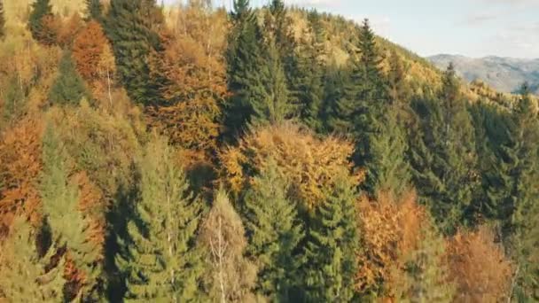 Drohnenflug über bunten herbstlichen Bergwald. Laub im Herbst. Laub, Tannenbäume am Tag der Sonne — Stockvideo