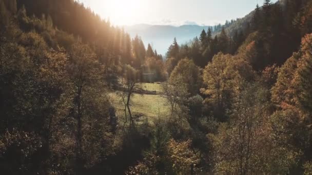 Floresta de abeto de montanha no outono aéreo. Raios solares através de galhos de árvores. Drone acima de edifícios em madeira — Vídeo de Stock