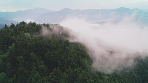 Fog flow over tree tops at mountain aerial. Summer morning in pine forest. Magical nature landscape — Stock Video