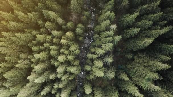 Vista aérea de cima para baixo da estrada de cascalho na floresta de pinheiros no outono dia ensolarado. Natureza paisagem — Vídeo de Stock