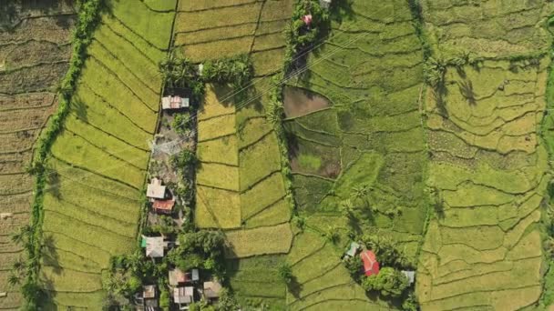 De cima para baixo em campos de arroz terraço aéreo. Ninguém prado de relva verde em terras agrícolas. Natureza paisagem — Vídeo de Stock