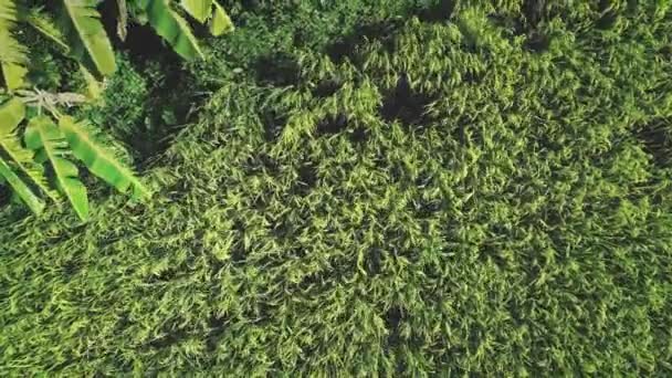 Rijstveld in het oogstseizoen top down antenne. Close-up groen palmblad in de zomer. Landbouw — Stockvideo