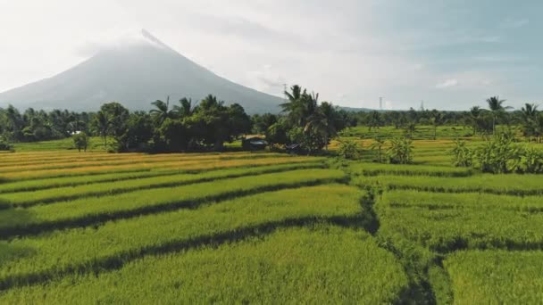 Campos de terraza de arroz en el primer plano aéreo de erupción del volcán. Campo prado de agricultura verde. Naturaleza — Vídeos de Stock