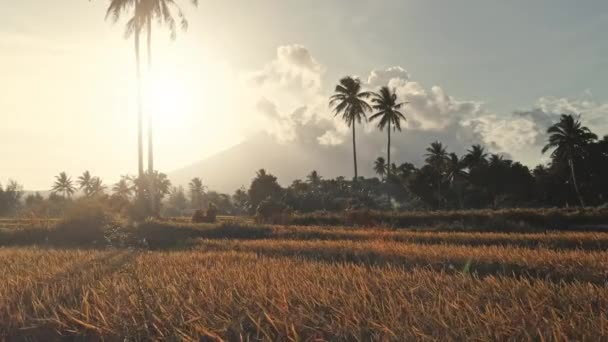 Rozbłysk słońca na palmach na polach ryżowych anteny. Nikt tropikalny krajobraz natury jesienią — Wideo stockowe