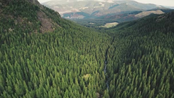 Bosque de pino verde en cordilleras montañosas con trayectoria rocosa aérea de cámara lenta. Nadie naturaleza paisaje — Vídeos de Stock