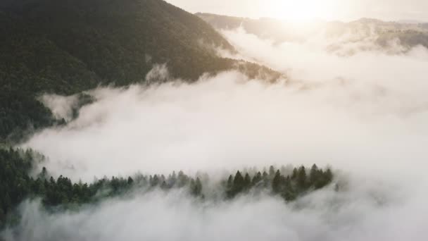 Erdőhegyek sűrű ködben. Őszi senki természet táj. Köd borítja a zöld leveleket, fenyőfákat. Fűvölgy a Mount Hillen. Természetes szépség. Rejtélyes táj. Svájci Alpokban, Svájcban, Európában — Stock videók