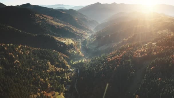 Vol aérien spectaculaire au coucher du soleil en montagne. Drone vue de dessus de la forêt de pins d'automne et prairies jaunes — Video