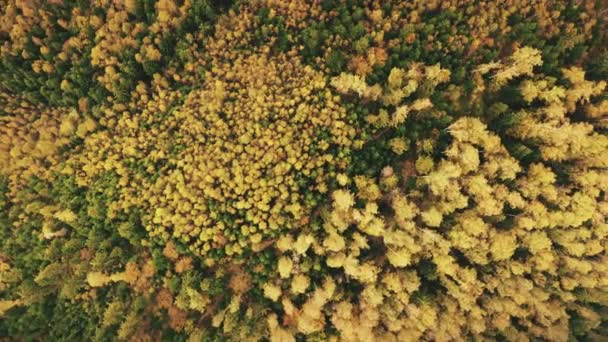 Πάνω προς τα κάτω θέα του φθινοπώρου δάσους, δάσος πτώση. Κηφήνας πετάει πάνω από πεύκα και κίτρινες κορυφές δέντρων — Αρχείο Βίντεο
