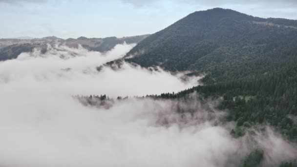 Aerial Foggy morning in mountains. Alps forest hill covered with pine trees under the rainy clouds — Stock Video